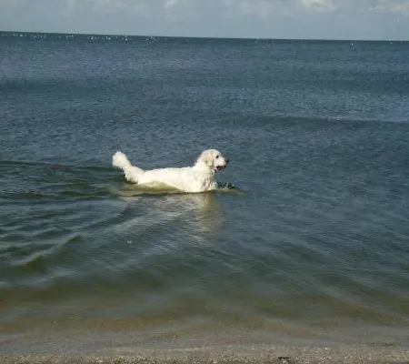 Vislust Modernes Holzhaus Am Ijsselmeer Mit Eigenen Steg * Wervershoof