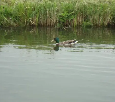 Vislust Modernes Holzhaus Am Ijsselmeer Mit Eigenen Steg بيت للعطل