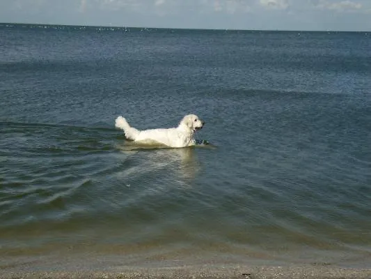 Vislust Modernes Holzhaus Am Ijsselmeer Mit Eigenen Steg * Wervershoof