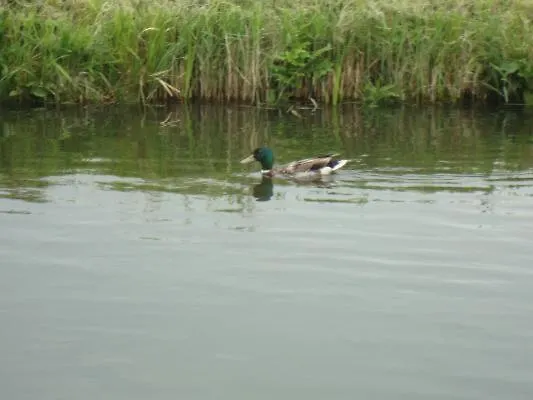 Vislust Modernes Holzhaus Am Ijsselmeer Mit Eigenen Steg Vakantiehuis
